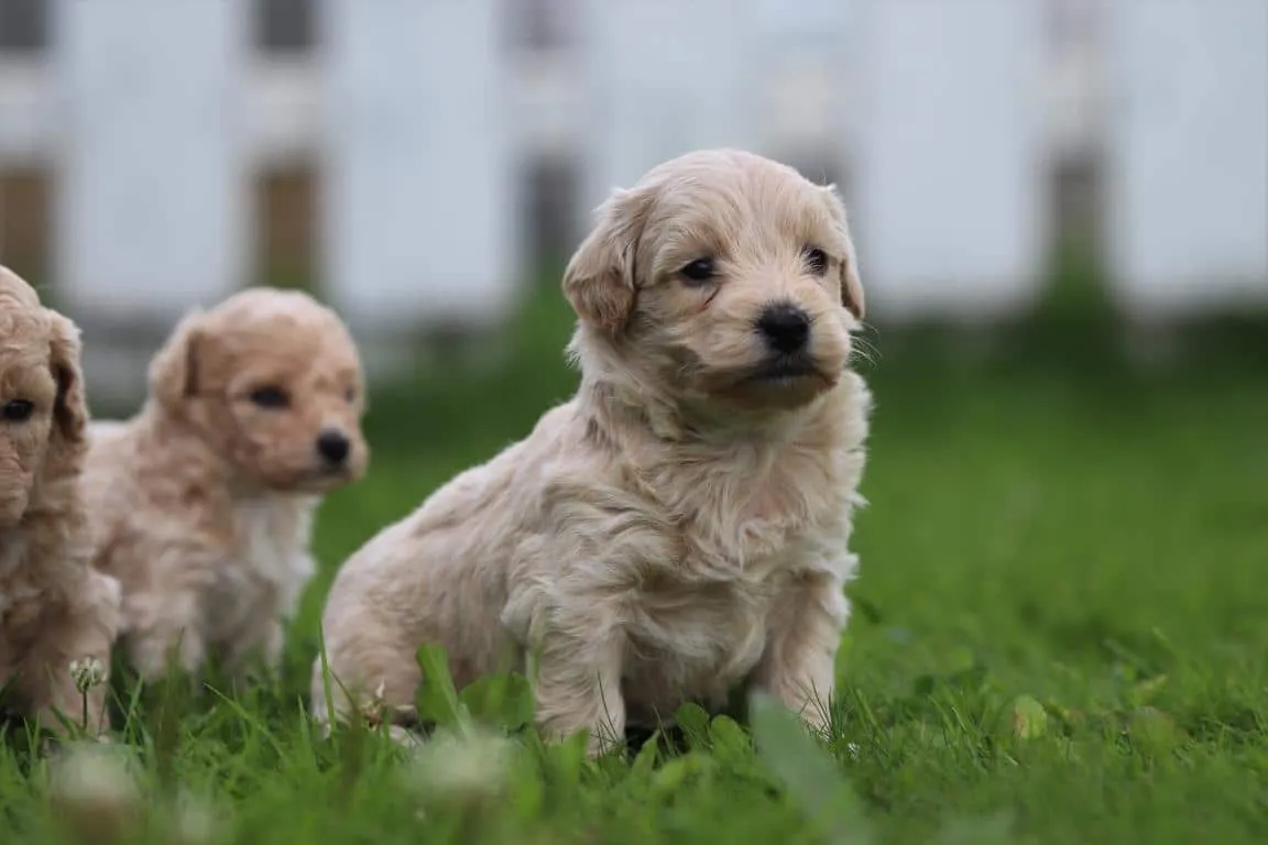 Maltipoo 13 Maltipoo pups van woefkesranch