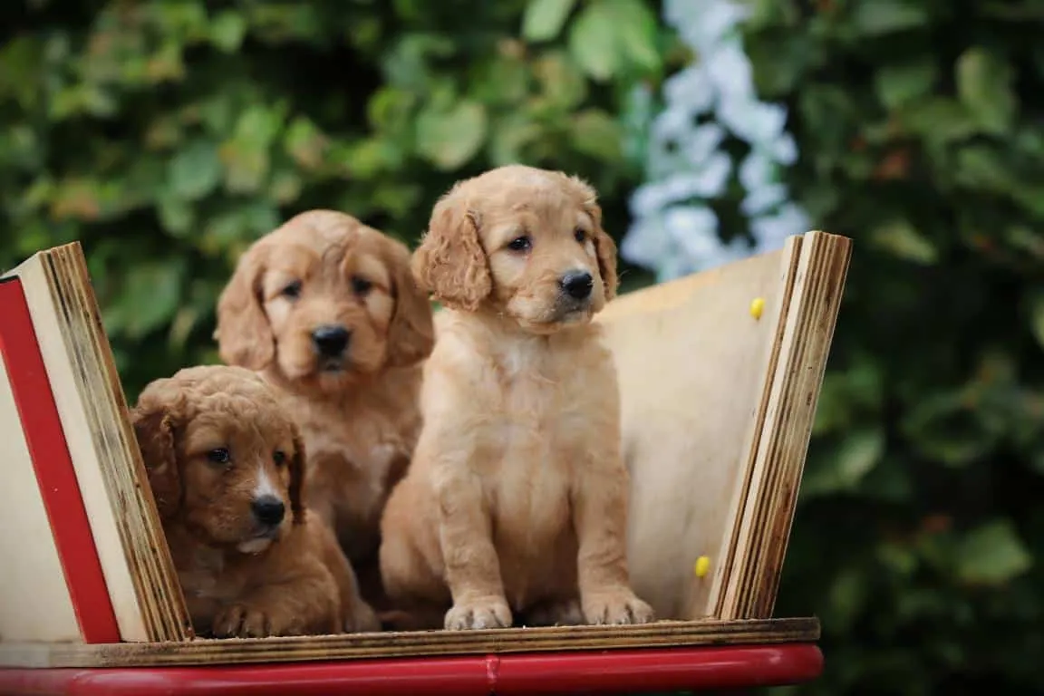 Labradoodle 1 Labradoodle puppies from woefkesranch