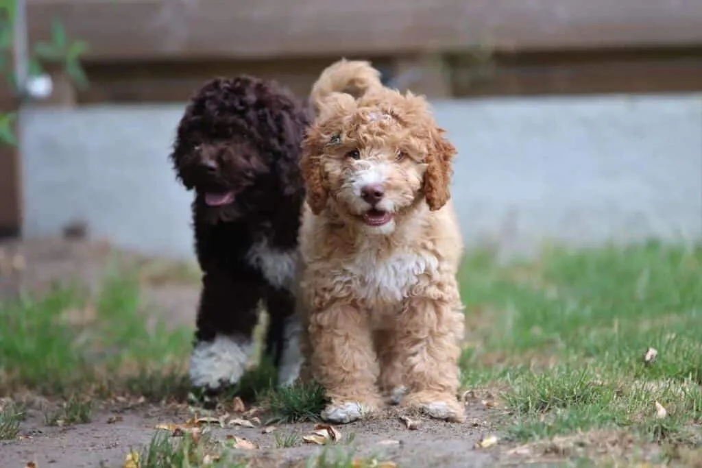 Des chiots cockapoo de woefkesranch
