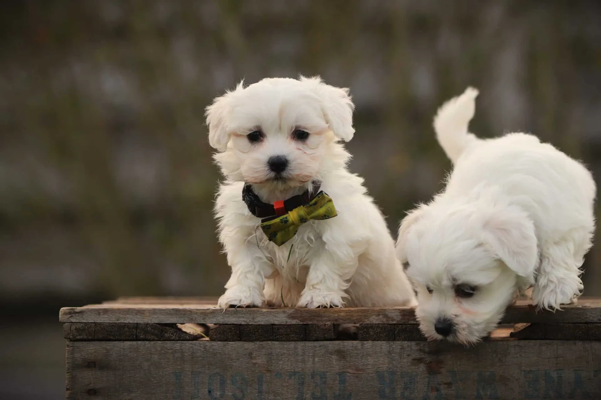 Bichon maltais 13 Des chiots bichon maltais de woefkesranch