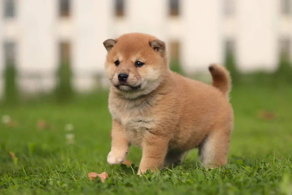 A shiba inu puppy from woefkesranch