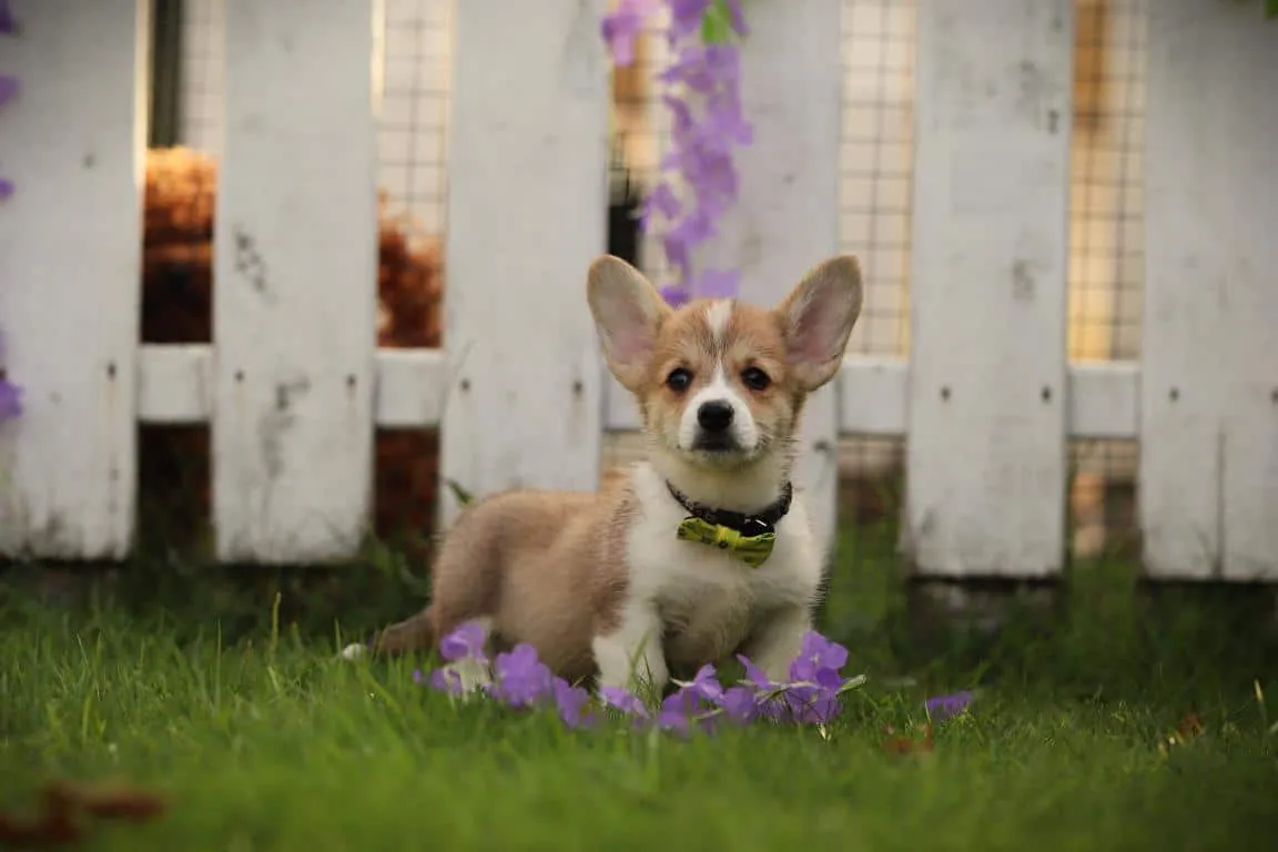 Pembroke welsh corgi 4 A pembroke welsh corgi puppy from woefkesranch