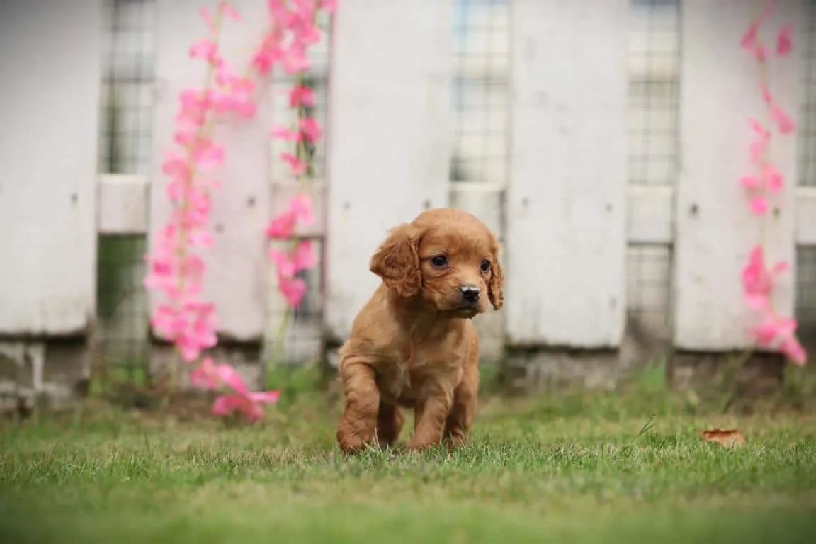 Cockapoo 21 Un chiot cockapoo de woefkesranch