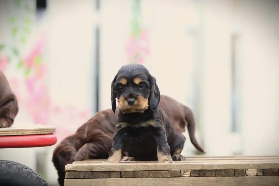 Englischer cocker spaniel 11 Englische-cocker-spaniel-welpen von woefkesranch