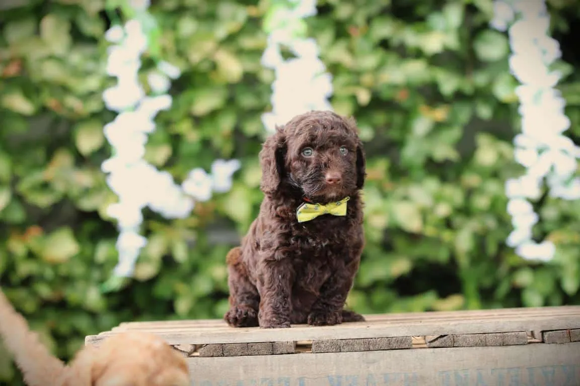 Labradoodle 12 A labradoodle puppy from woefkesranch