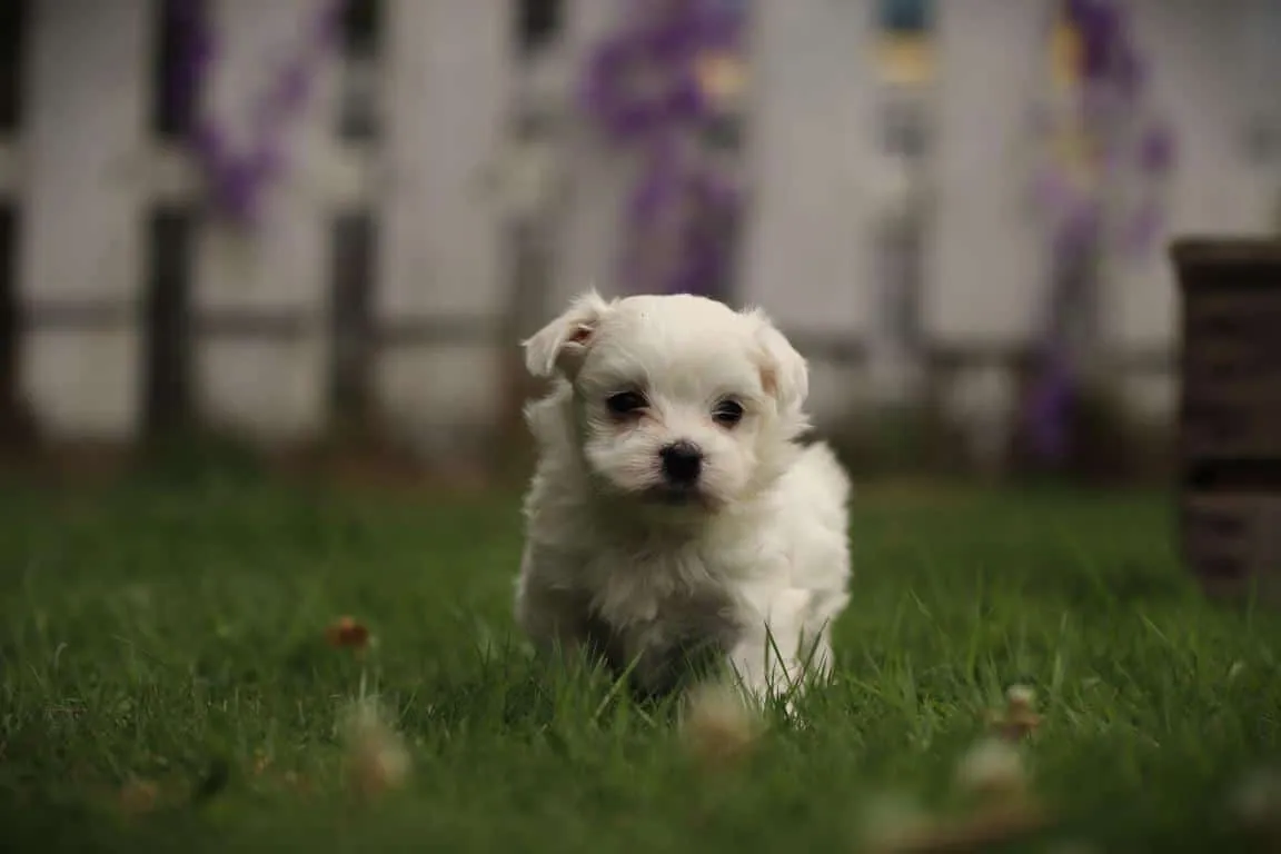 Bichon maltais 10