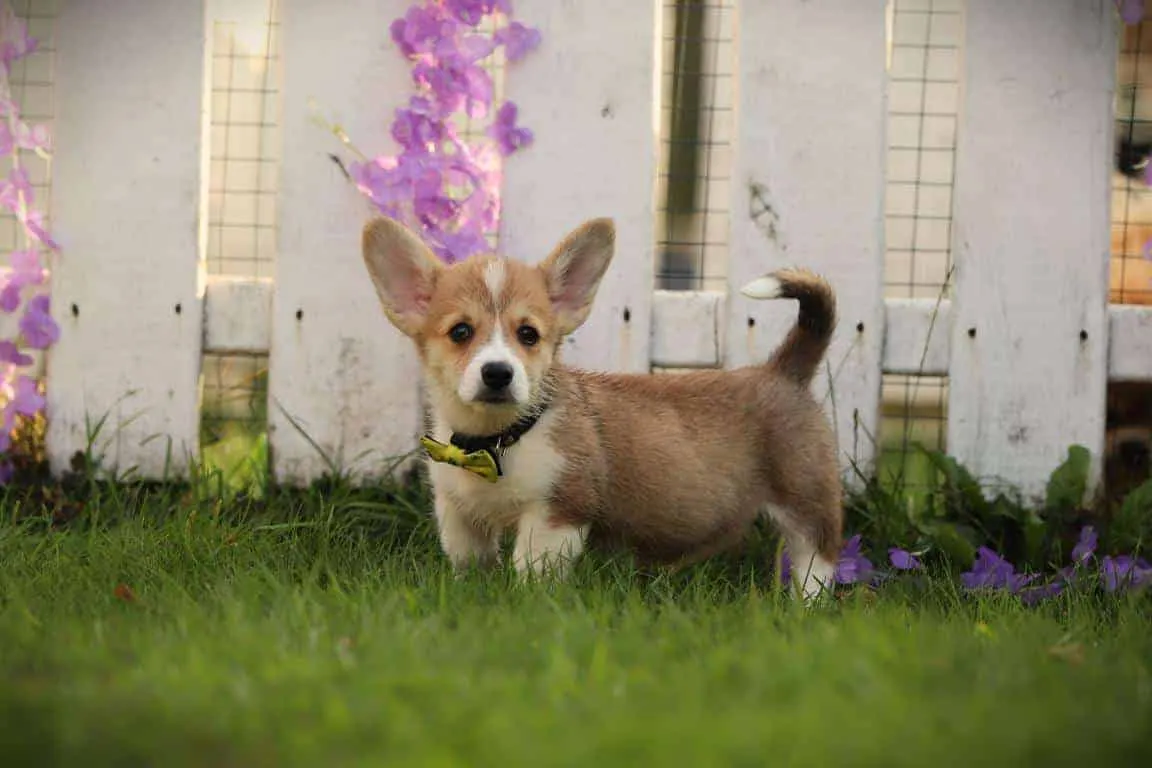 Pembroke welsh corgi 7 A pembroke welsh corgi puppy from woefkesranch