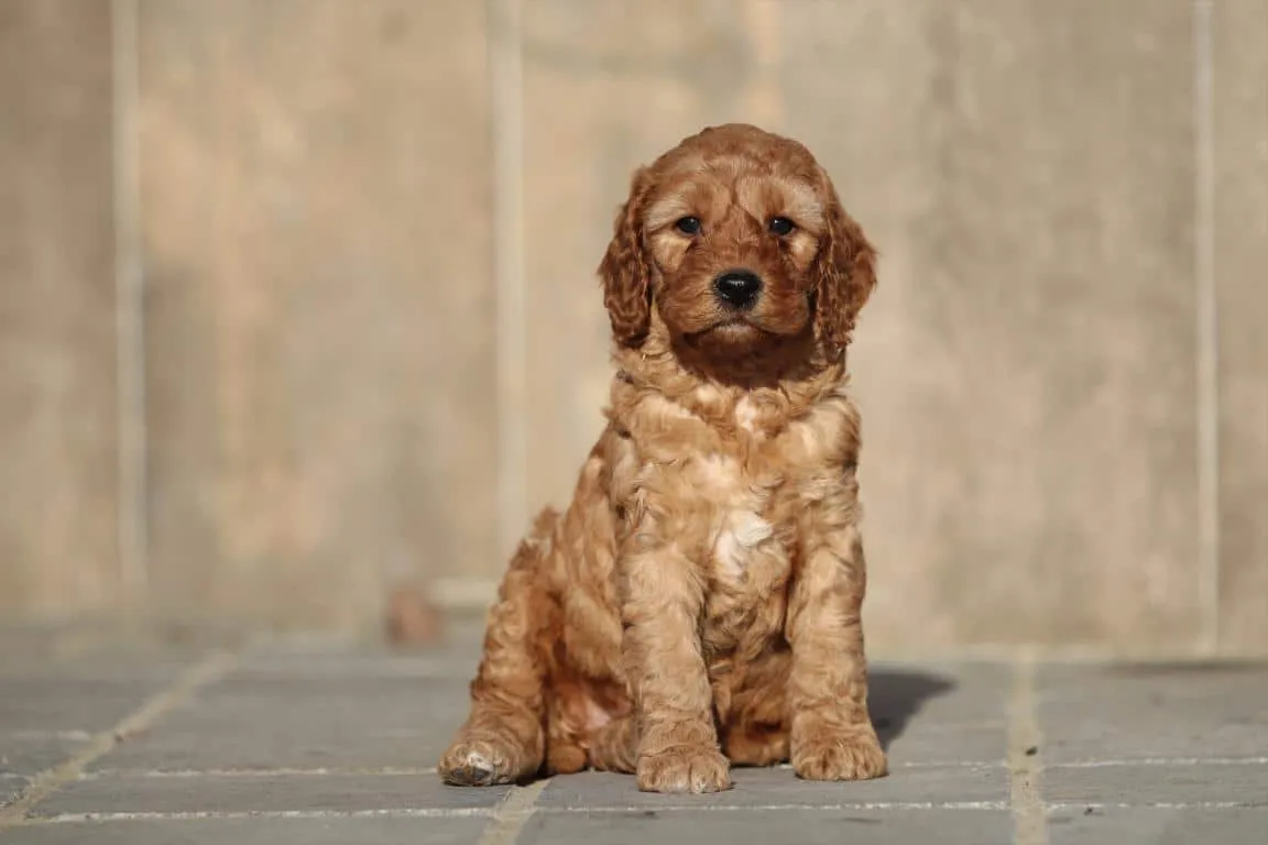 Cockapoo 19