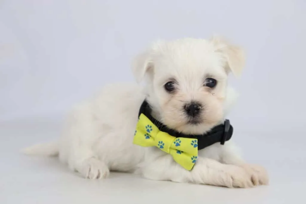 Bichon maltais 12 Un chiot bichon maltais de woefkesranch, couché