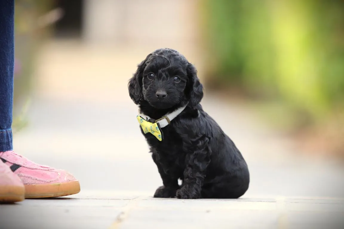 Cockapoo 23 Un chiot cockapoo de woefkesranch, assis