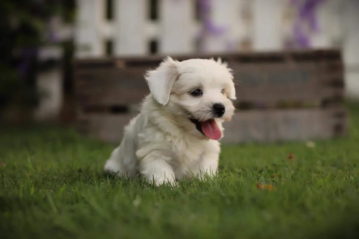 Bichon maltais 9