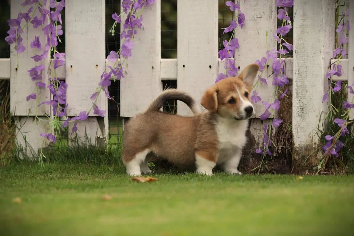 Pembroke welsh corgi 6 A pembroke welsh corgi puppy bred at woefkesranch