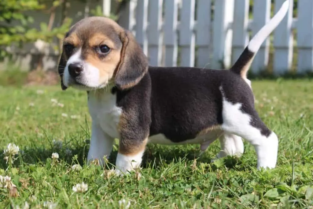 Beagle 25 Ein beagle-welpe von woefkesranch