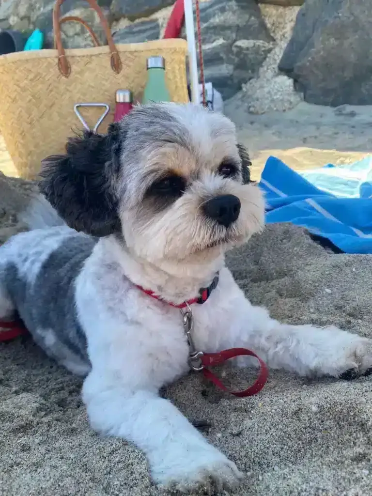 boomer dog