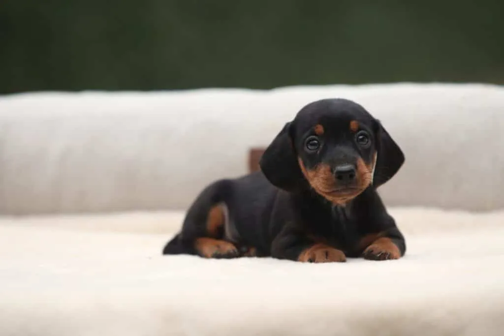 dachshund