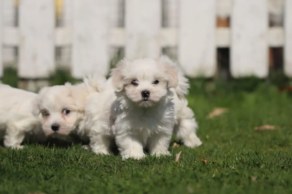 maltese