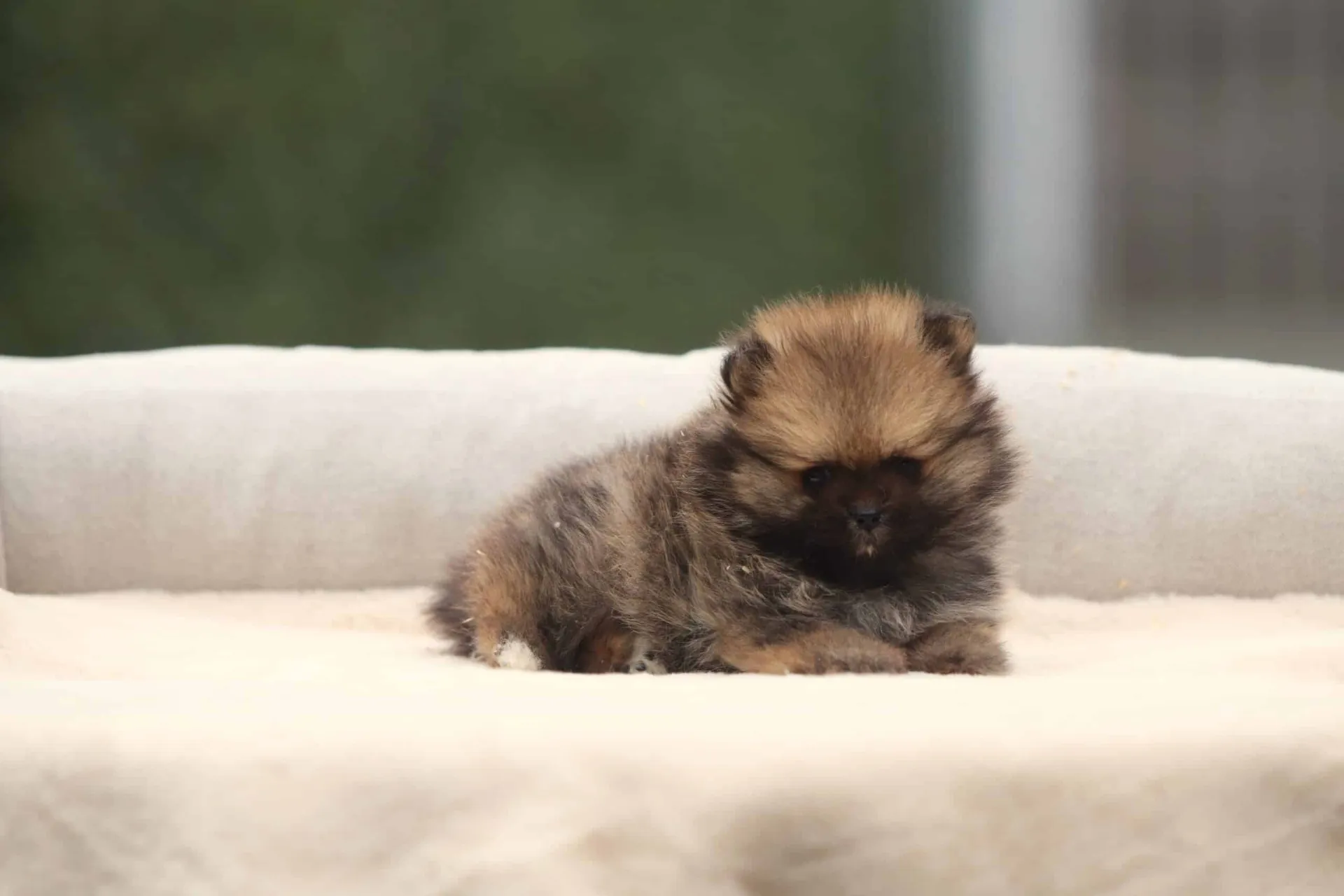 Pomeranian dog Luxembourg — Woefkesranch breeder