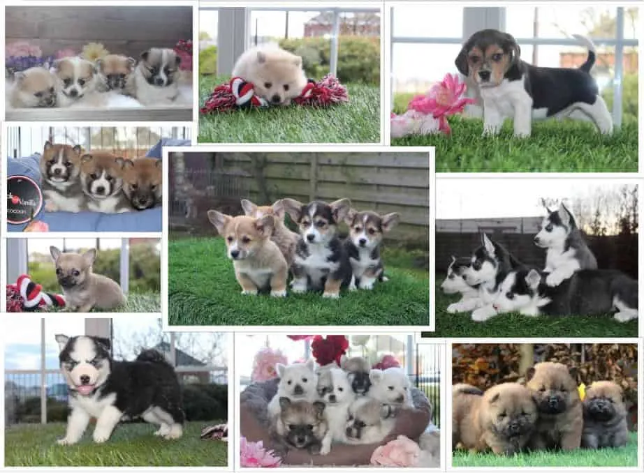 Dogs For Sale 1