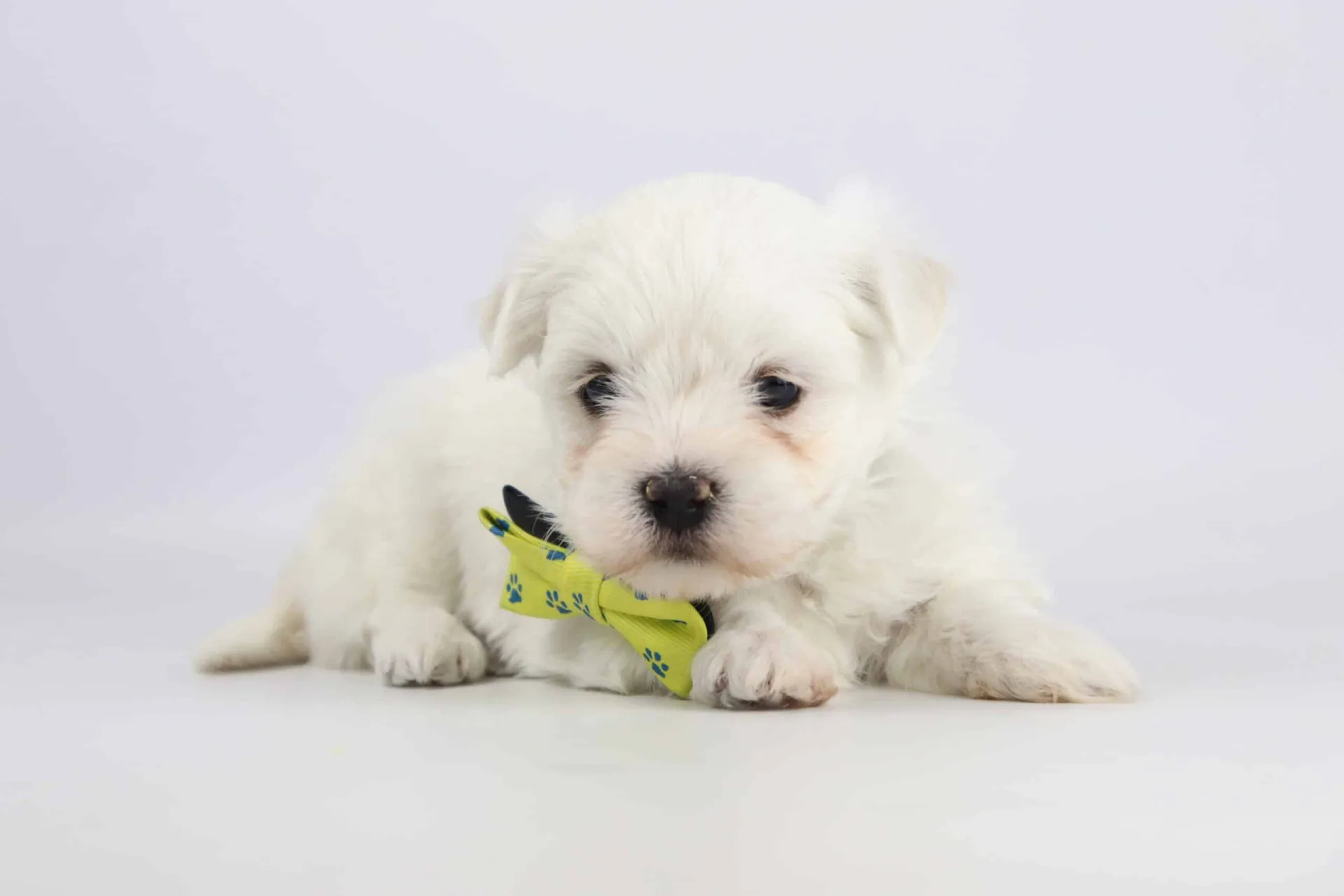 Prix du Bichon Maltais au Luxembourg : Coût d’Achat et Budget Première Année — Woefkesranch Luxembourg