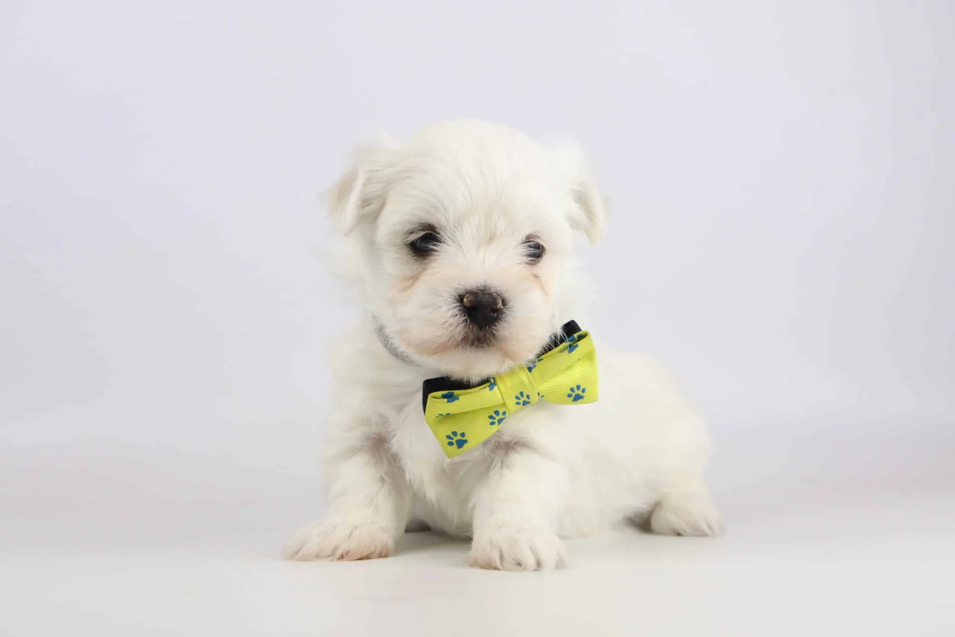 Prix d’Achat d’un Chiot Bichon Maltais