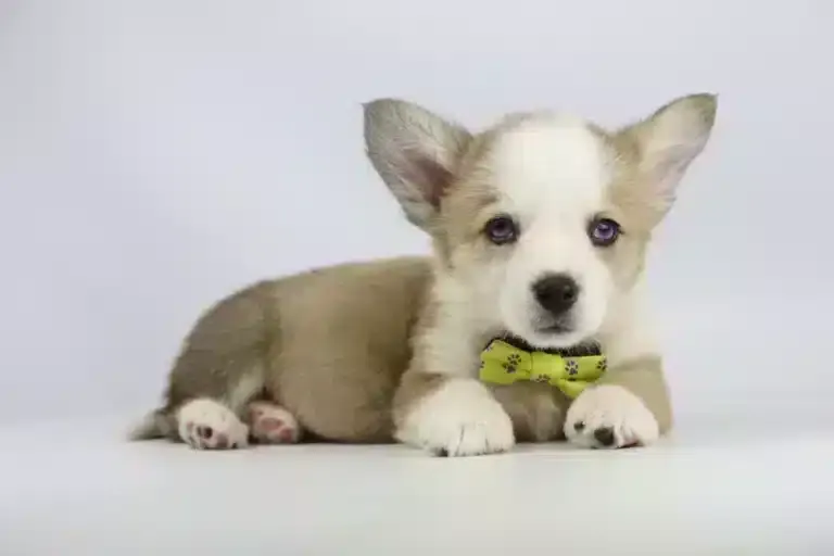 Welsh Corgi Pembroke Colors