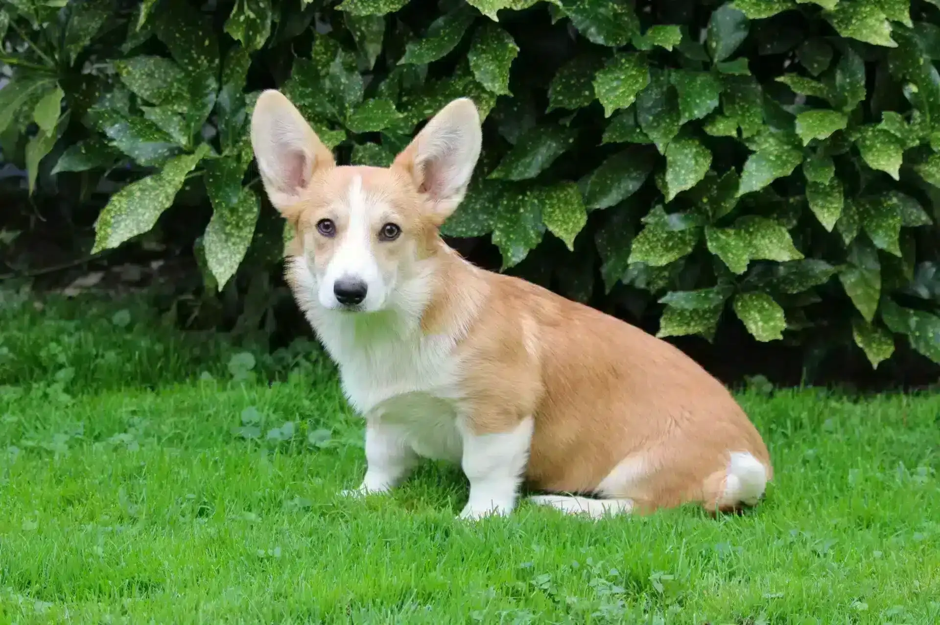 Recent Welsh Corgi Pembroke