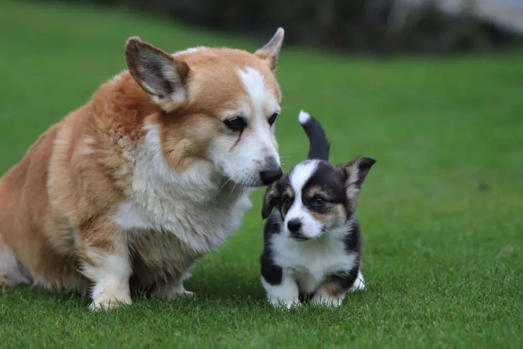 Welsh Corgi Pembroke Male