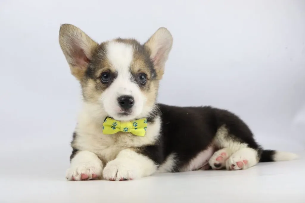 Welsh Corgi Pembroke Excellence