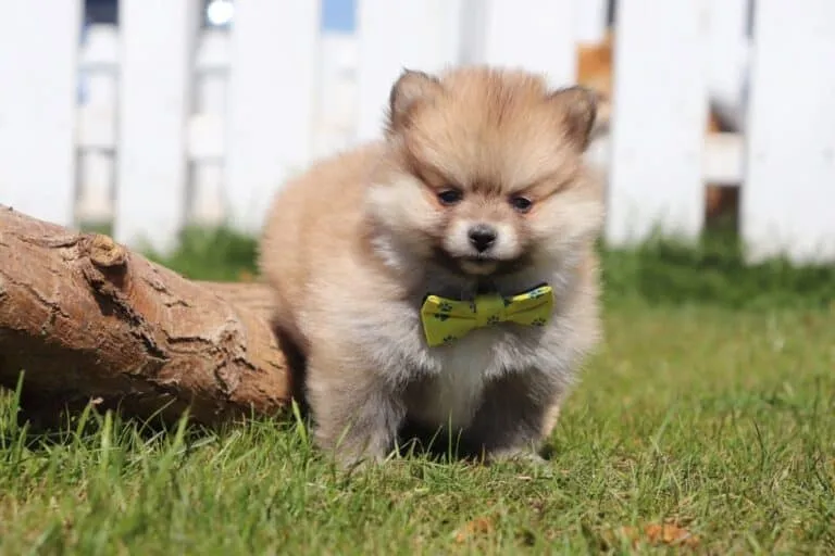 Le Spitz Nain avec les Enfants et Autres Animaux : Guide de Compatibilité — Woefkesranch Luxembourg