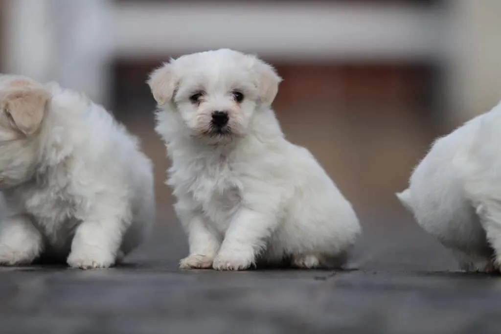 Maltese Male