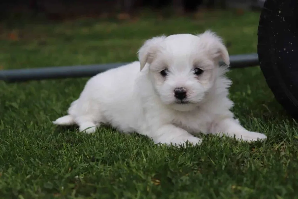 Maltese Female