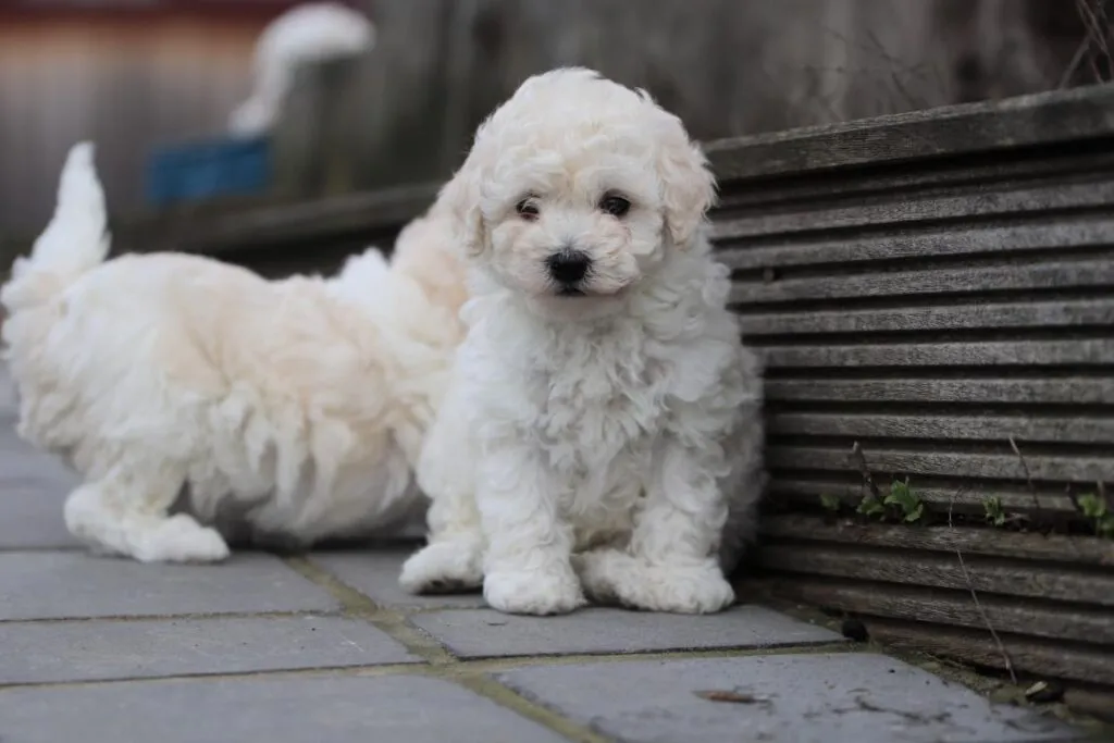 Comment Choisir un Éleveur de Maltipoo Responsable : Signaux d’Alerte et Bons Indicateurs — Woefkesranch Luxembourg
