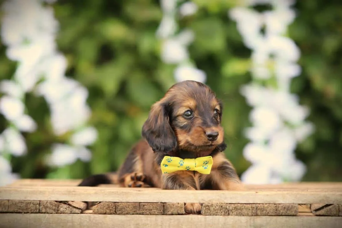 Miniature Dachshund Vaccination Schedule — Woefkesranch Luxembourg