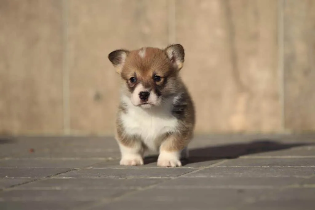 Welsh Corgi Pembroke Structure