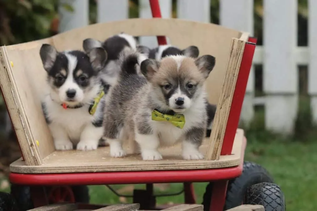 Latest Welsh Corgi Pembroke
