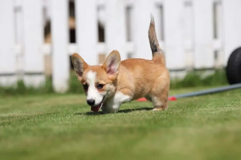 Welsh Corgi Pembroke Female
