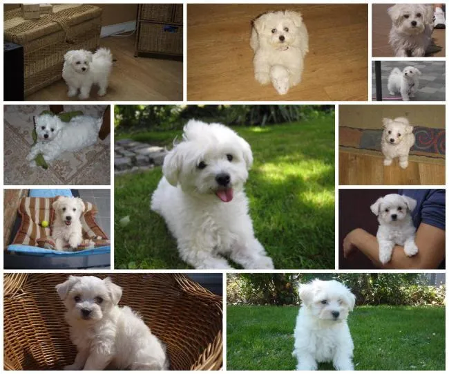 Maltese Excellence