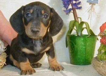 Dachshund Puppy Care