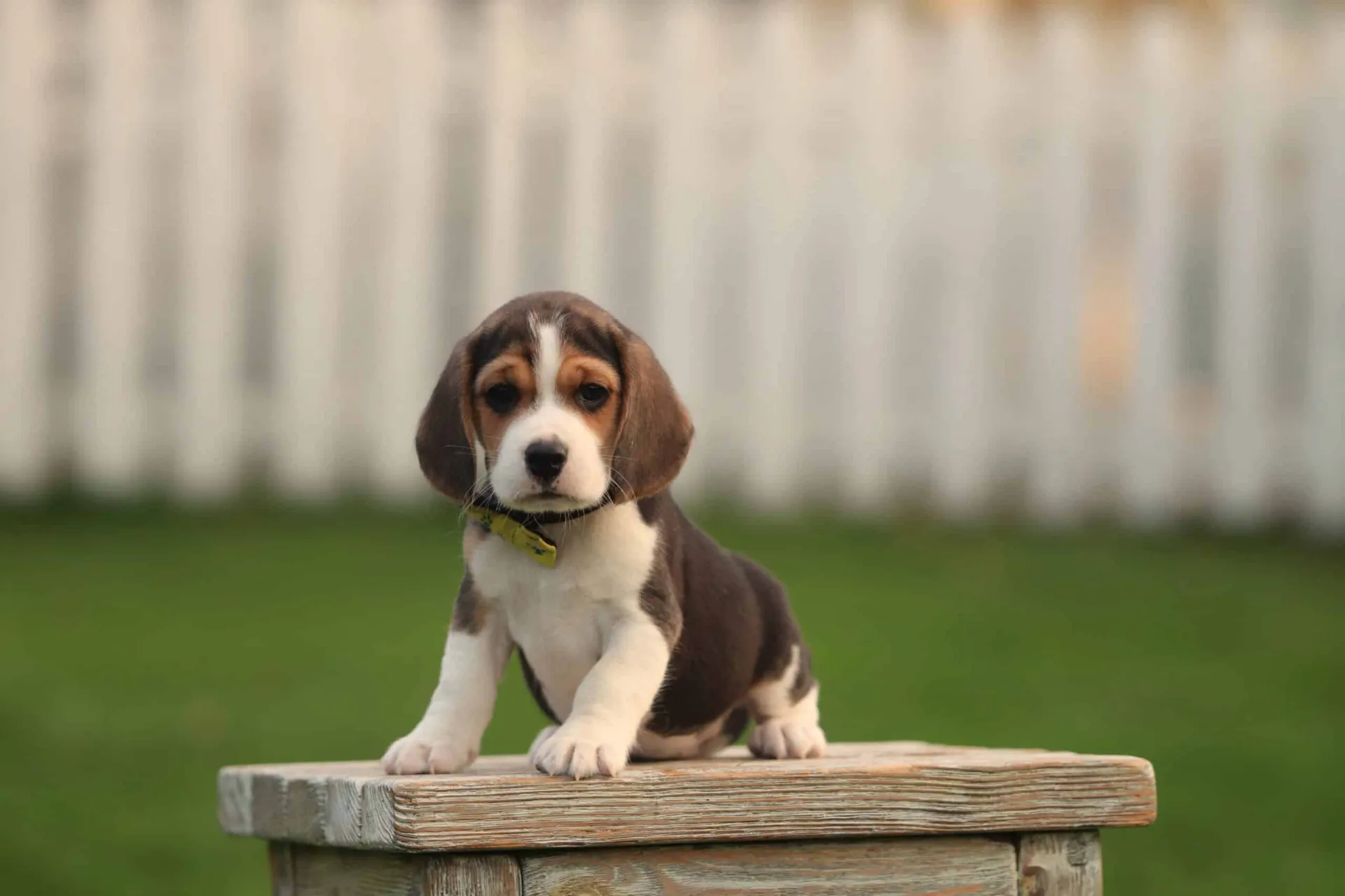 Comment Choisir un Éleveur de Caniche Responsable — Woefkesranch Luxembourg
