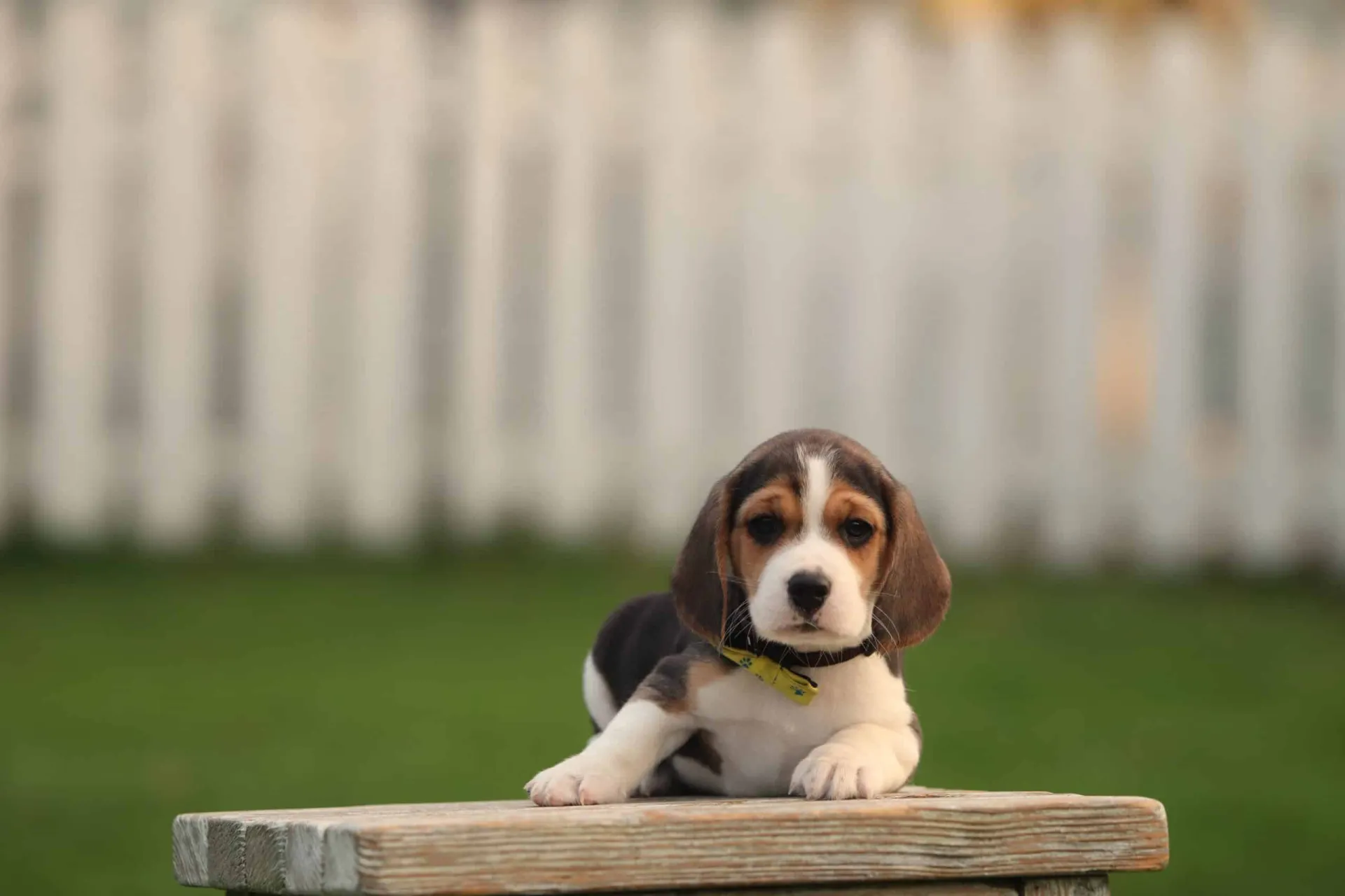 Young beagle puppy from Woefkesranch Luxembourg kennel