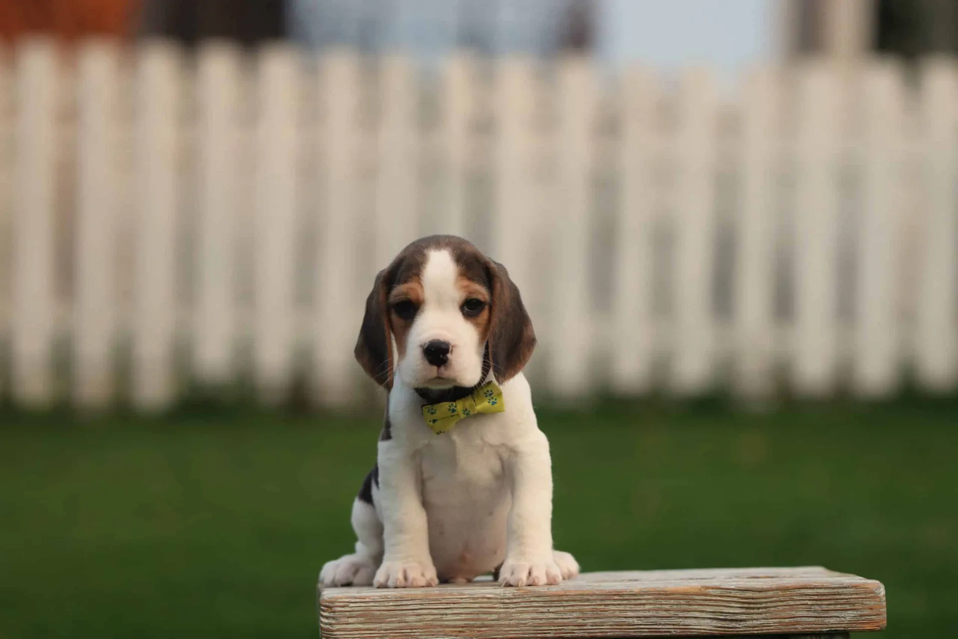 What Can Beagles Eat? Safe Foods & What to Avoid - Woefkesranch Luxembourg