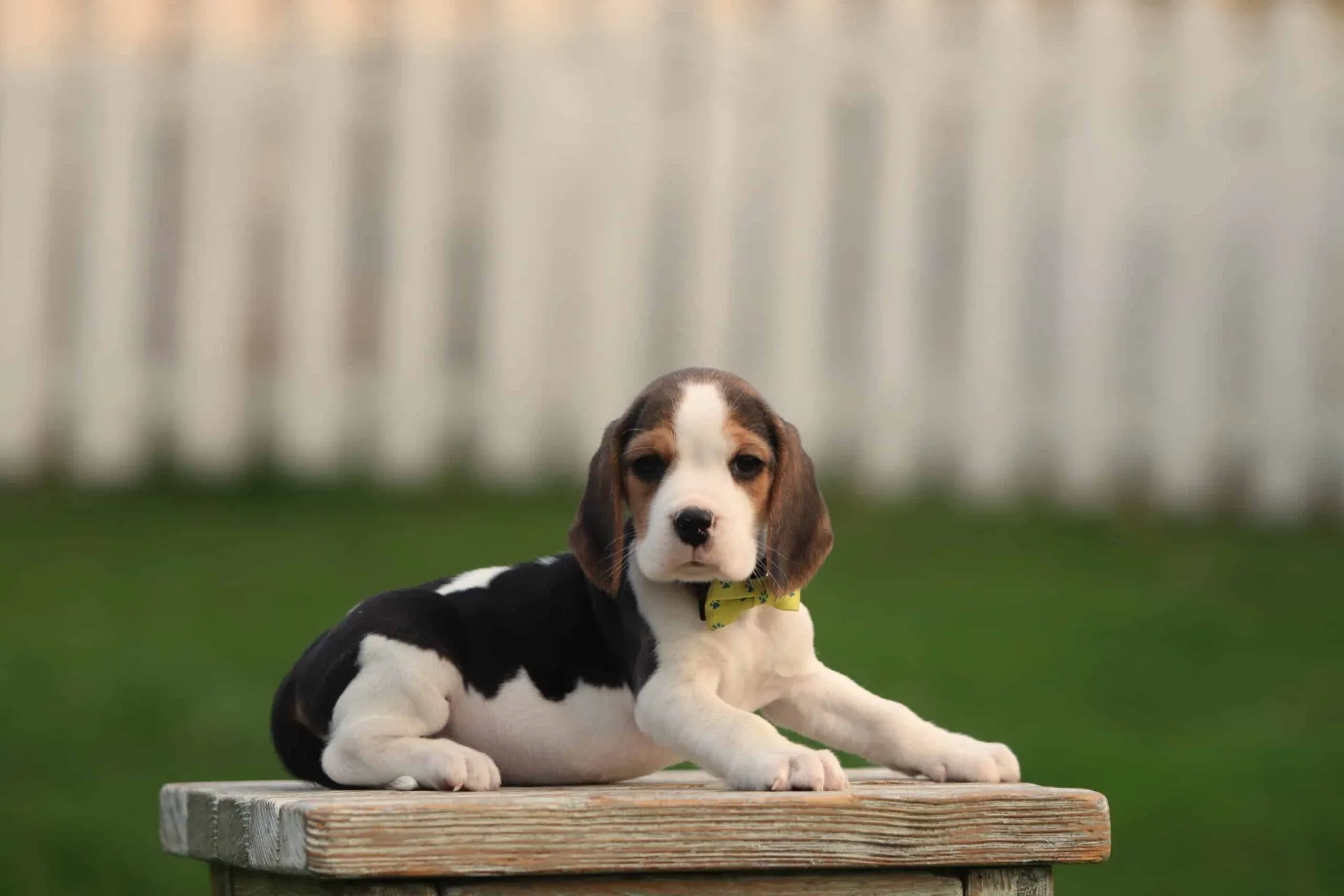 Healthy beagle puppy ready for new home - Woefkesranch Luxembourg
