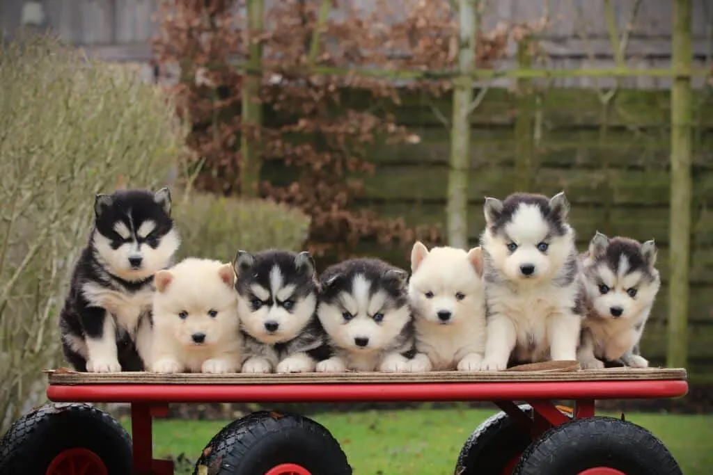 Chiots Pomsky à vendre au Luxembourg chez Woefkesranch