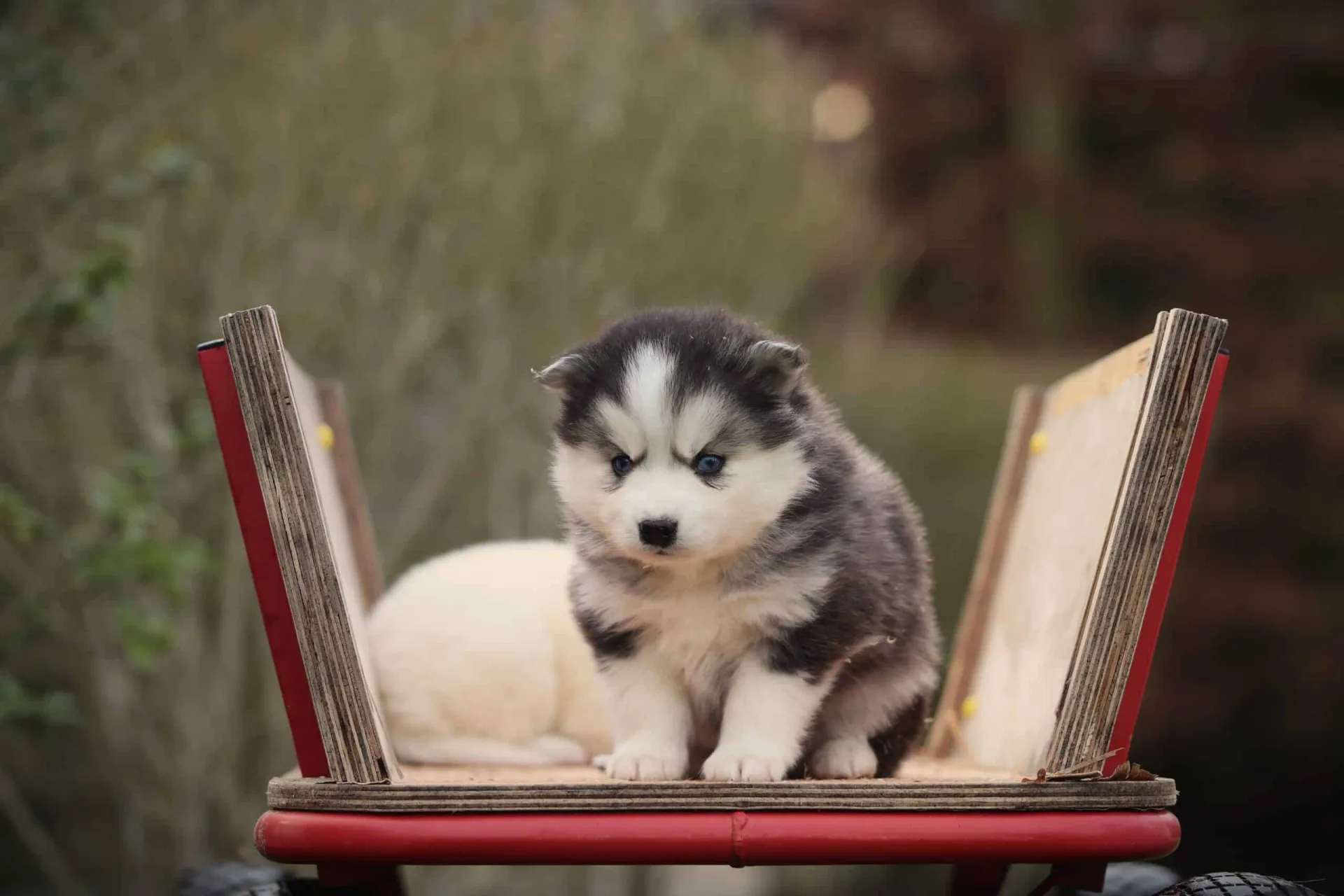 Pomsky Pros and Cons: Is This Breed Right for You? — Woefkesranch Luxembourg