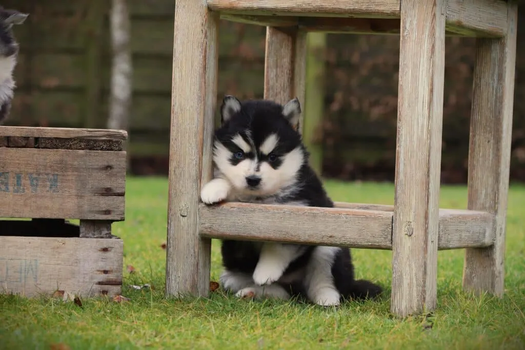 Pomsky chiot Luxembourg éleveur sérieux Woefkesranch