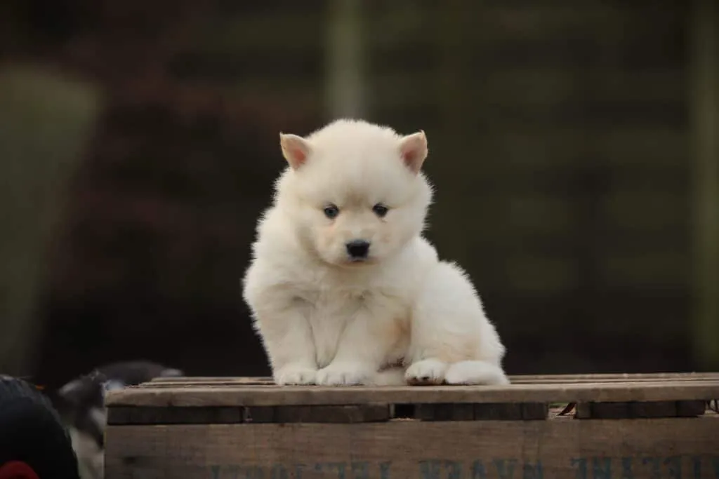Chiot Pomsky femelle aux yeux vairons - Woefkesranch