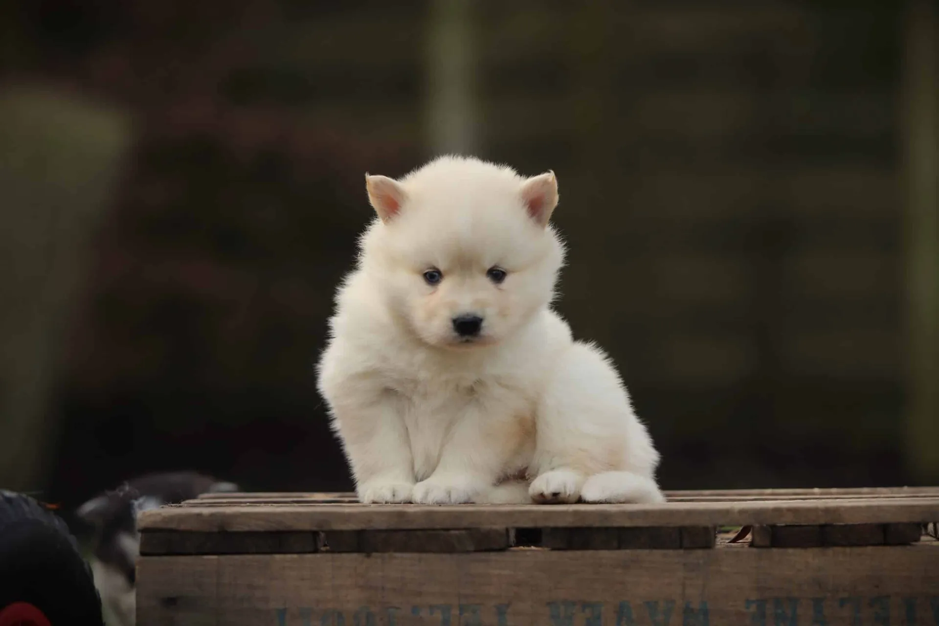 The Pros: Why People Love Pomskies - Woefkesranch