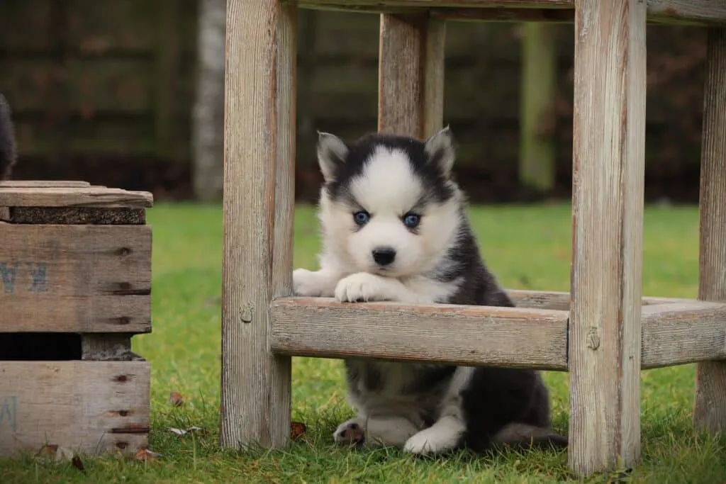 Jolie chiot Pomsky femelle — Woefkesranch éleveur Belgique Luxembourg