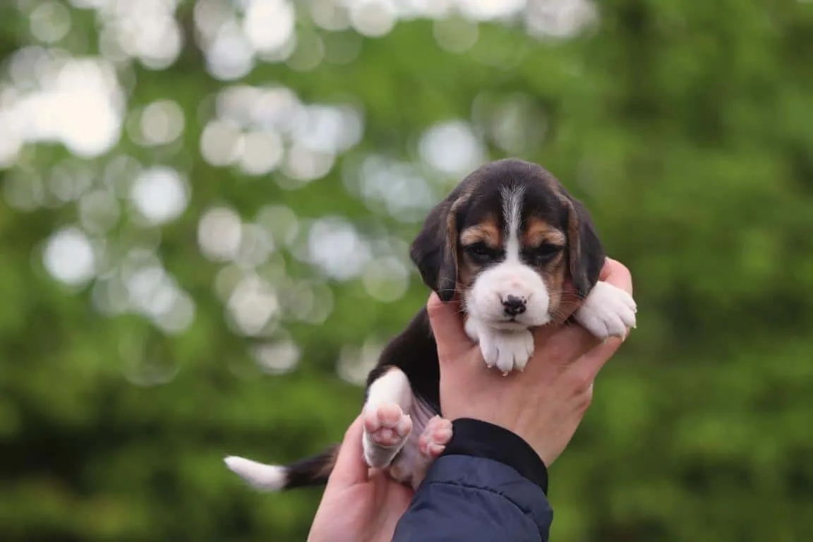 Beagle Puppy Development: Week-by-Week Guide from Birth to 1 Year — Woefkesranch Luxembourg