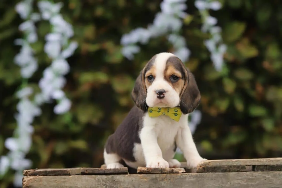 Beagle enjoying outdoor activities in Luxembourg - Woefkesranch